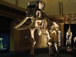 Australian Museum Skeleton